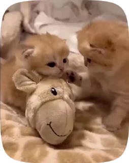 Sticker from kitty 🐈