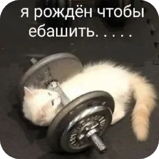 Sticker from gym rat