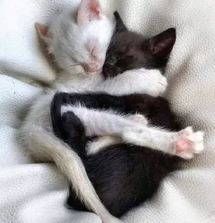 Sticker from kittens