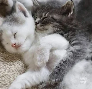 Sticker from kittens