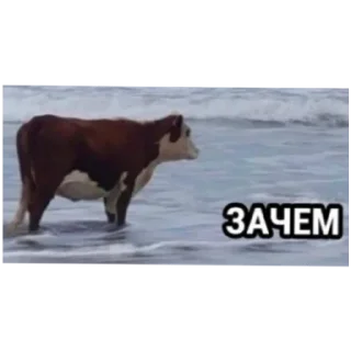 Sticker from Ыыы