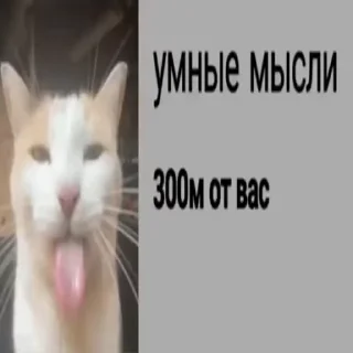 ⏭️ emoji Котовые Telegram sticker 2 of 120