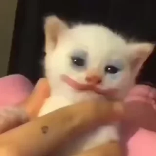 🤡 emoji Котовые Telegram sticker 11 of 120
