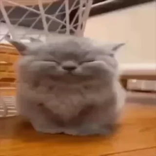 😁 emoji Котовые Telegram sticker 24 of 120