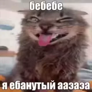 🧠 emoji Котовые Telegram sticker 1 of 120