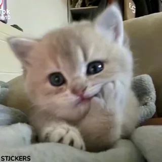 🙂 emoji Котовые Telegram sticker 14 of 120