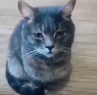 😞 emoji Котовые Telegram sticker 22 of 120