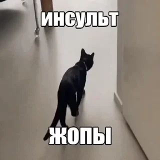 😱 emoji Котовые Telegram sticker 6 of 120