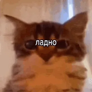 👌 emoji Котовые Telegram sticker 5 of 120