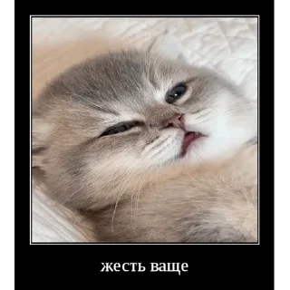 😵 emoji Котовые Telegram sticker 21 of 120