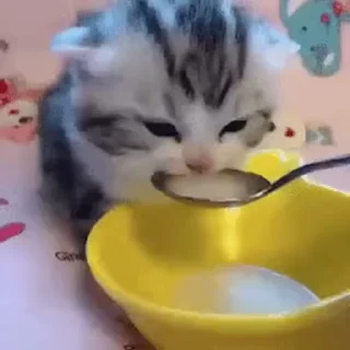🍽 emoji Котовые Telegram sticker 10 of 120