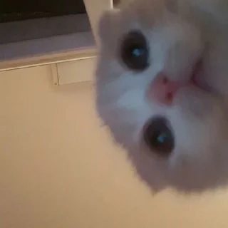 Sticker from люблю тебя❤