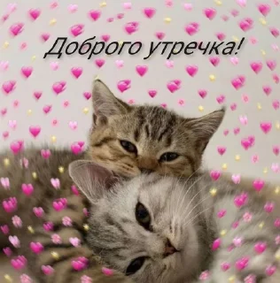 Sticker from Котя💘