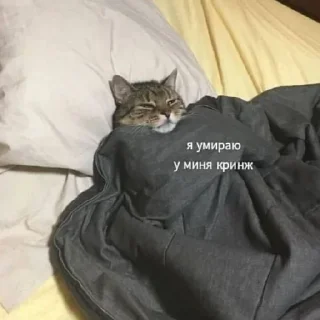 Sticker from КОТЯ
