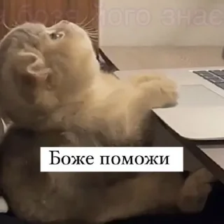 Sticker from КОТЯ