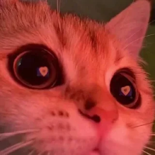 Sticker from КОТЯ