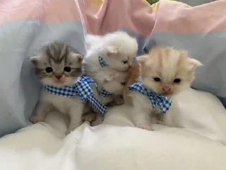котята!! 💌 sticker 2
