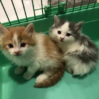 котята!! 💌 sticker 1