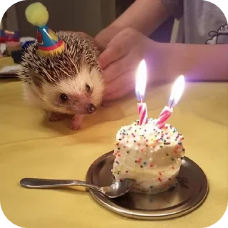 🎂 emoji hedgehog🤍🦔 Telegram sticker 6 of 44