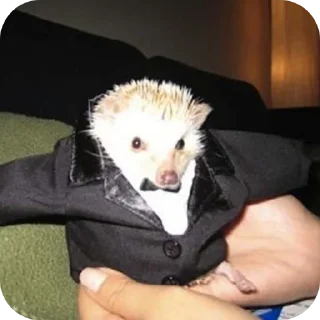 hedgehog🤍🦔 sticker 3