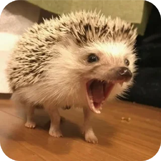 👄 emoji hedgehog🤍🦔 Telegram sticker 10 of 44