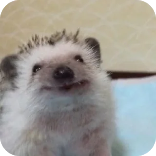hedgehog🤍🦔 sticker 2