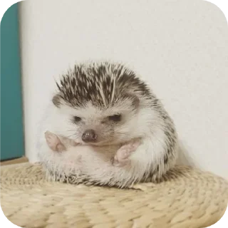 🐱 emoji hedgehog🤍🦔 Telegram sticker 12 of 44