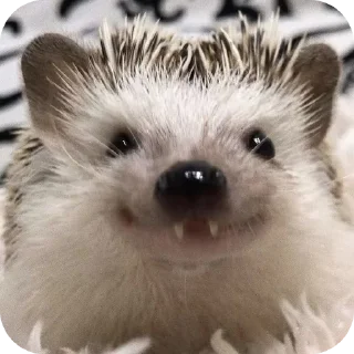 👍 emoji hedgehog🤍🦔 Telegram sticker 11 of 44