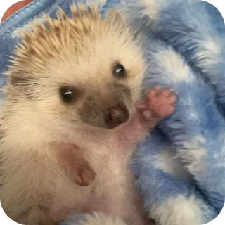 👋 emoji hedgehog🤍🦔 Telegram sticker 14 of 44