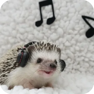 🐦 emoji hedgehog🤍🦔 Telegram sticker 22 of 44