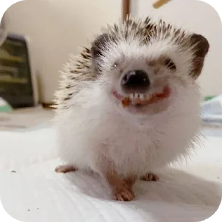 🐦 emoji hedgehog🤍🦔 Telegram sticker 19 of 44