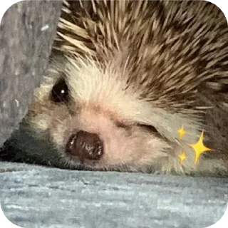 🐦 emoji hedgehog🤍🦔 Telegram sticker 20 of 44