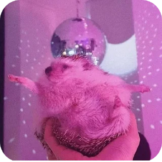 🍽 emoji hedgehog🤍🦔 Telegram sticker 18 of 44