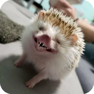 🐱 emoji hedgehog🤍🦔 Telegram sticker 21 of 44