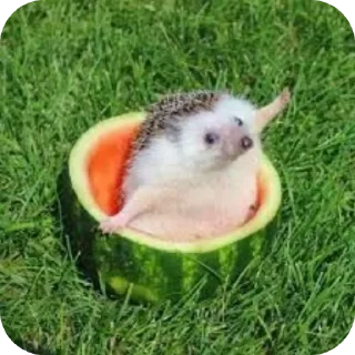🐦 emoji hedgehog🤍🦔 Telegram sticker 5 of 44