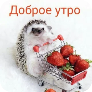 🍲 emoji hedgehog🤍🦔 Telegram sticker 17 of 44