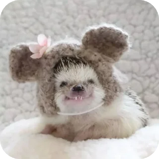 🤲 emoji hedgehog🤍🦔 Telegram sticker 23 of 44