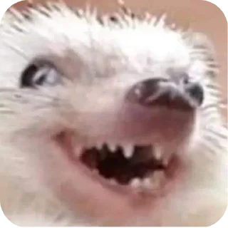 🤲 emoji hedgehog🤍🦔 Telegram sticker 9 of 44