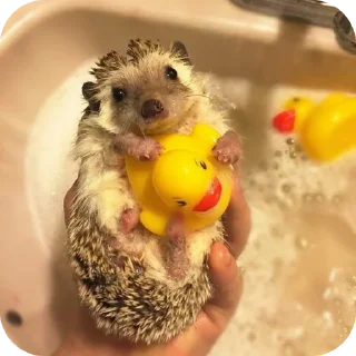 🐦 emoji hedgehog🤍🦔 Telegram sticker 24 of 44