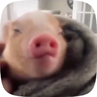 Sticker from 🐷