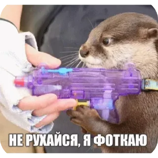 Sticker from Святые выдры