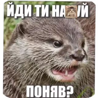 Sticker from Святые выдры