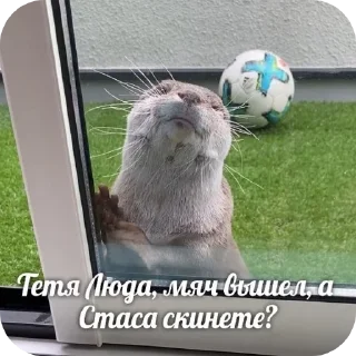 Sticker from Святые выдры