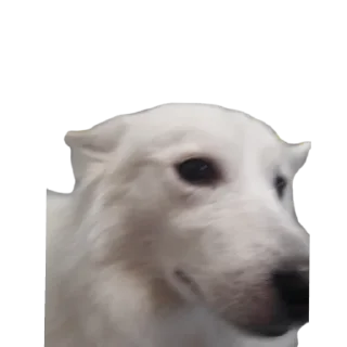 Sticker from дог банда