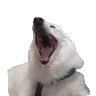 Sticker from дог банда