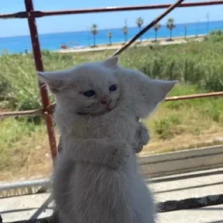 Sticker from котятки