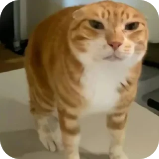 🐱 emoji Котята для котят Х3 by @kotiki2509 (медиум пак) Telegram sticker 2 of 35