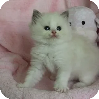 🐱 emoji Котята для котят Х3 by @kotiki2509 (медиум пак) Telegram sticker 22 of 35