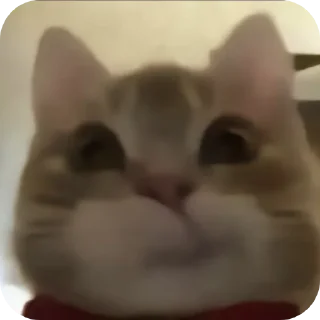 🐱 emoji Котята для котят Х3 by @kotiki2509 (медиум пак) Telegram sticker 1 of 35