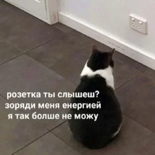 😢 emoji Котята для котят Х3 by @kotiki2509 (медиум пак) Telegram sticker 10 of 35